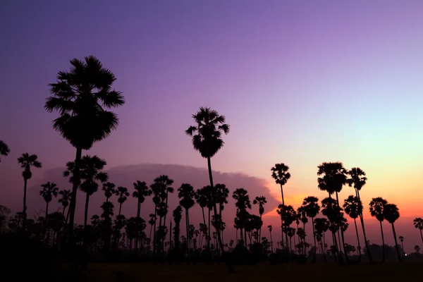 美しい日没のヤシの木シルエット — ストック写真
