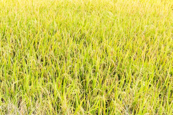 Riso in campo pronto per il raccolto — Foto Stock