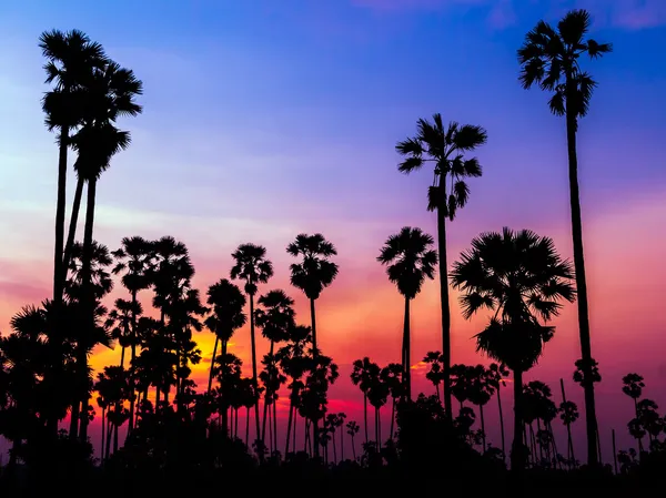 Palm träd silhouette på vacker solnedgång — Stockfoto