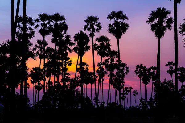 Palmen-Silhouette bei schönem Sonnenuntergang — Stockfoto