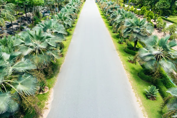 Palmiye ağaçlarının sokak astar — Stok fotoğraf