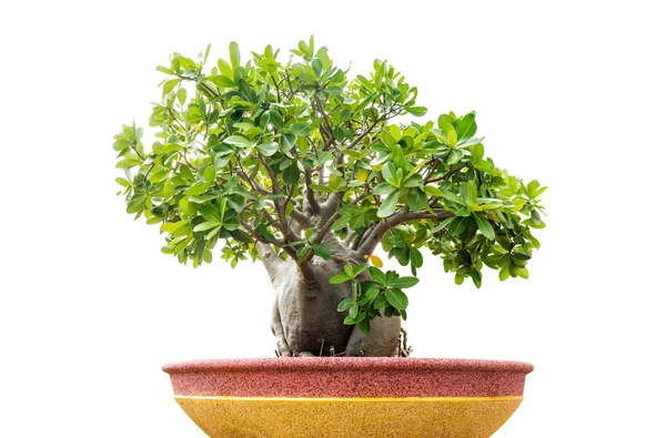 Bonsai tree op wit — Stockfoto