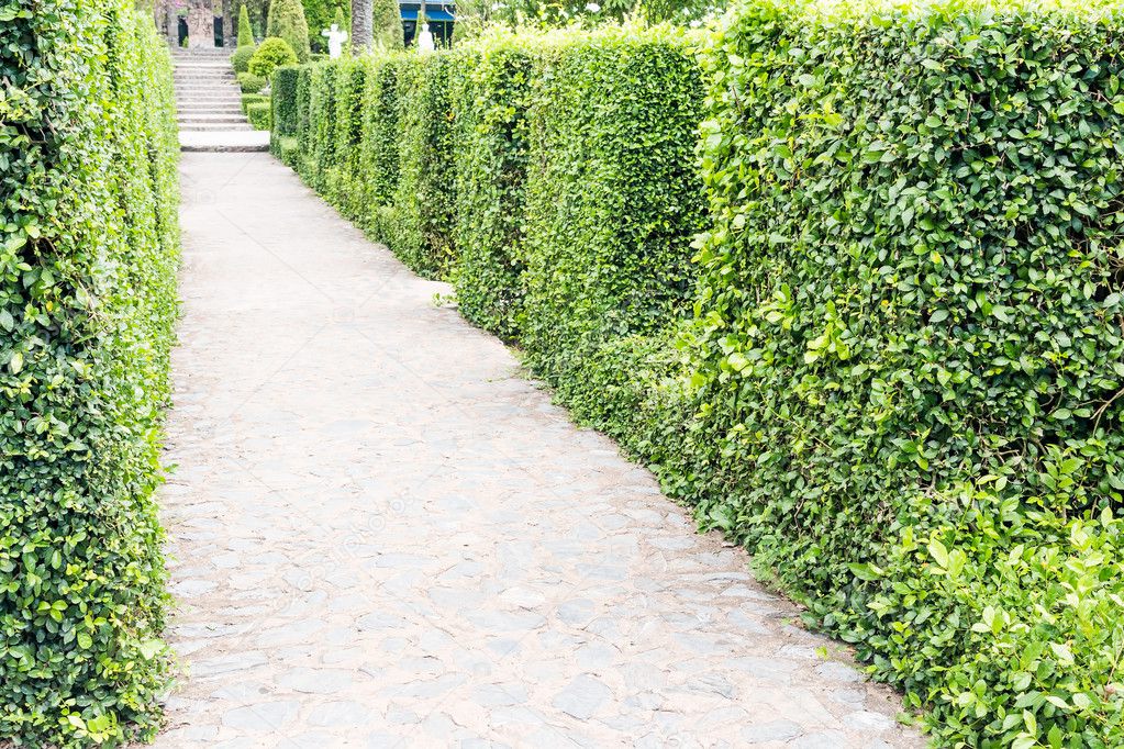 Beautiful walkway in the garden