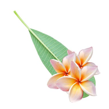 Plumeria çiçek ve bırakın