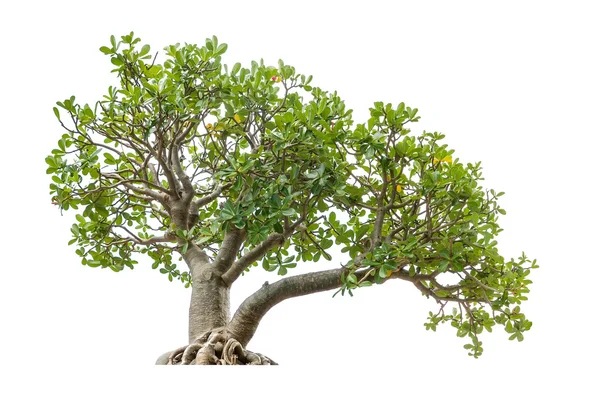 白地に盆栽の木 — ストック写真