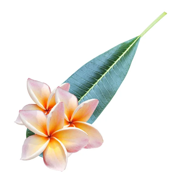 Plumeria flores y salir —  Fotos de Stock