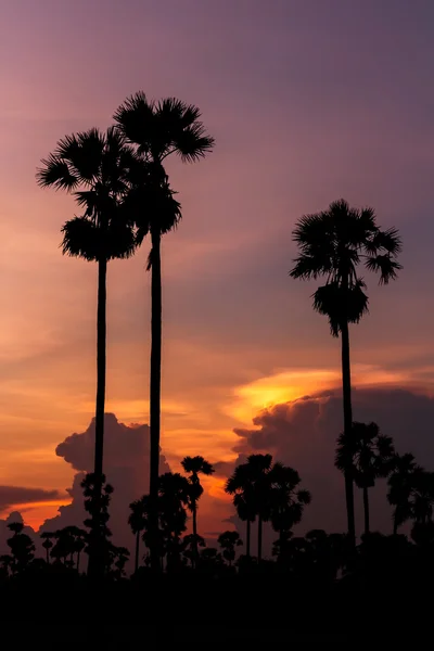Palmen-Silhouette bei schönem Sonnenuntergang — Stockfoto