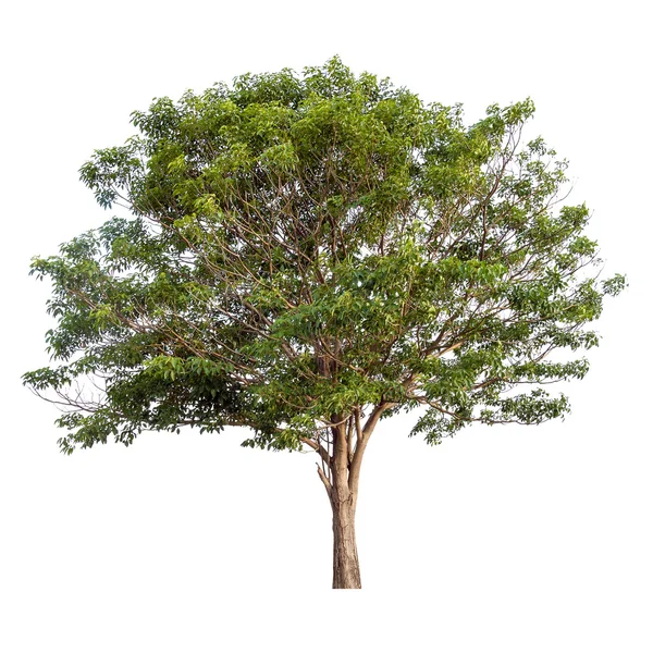 Árbol aislado en blanco — Foto de Stock