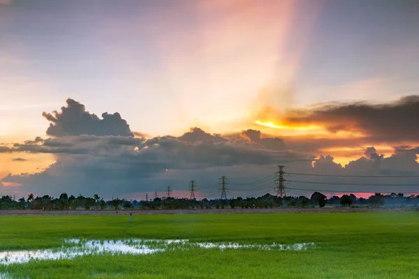 Belo pôr do sol com campo de arroz — Fotografia de Stock