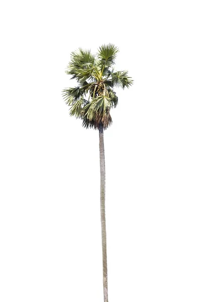 Palmera aislada en blanco —  Fotos de Stock