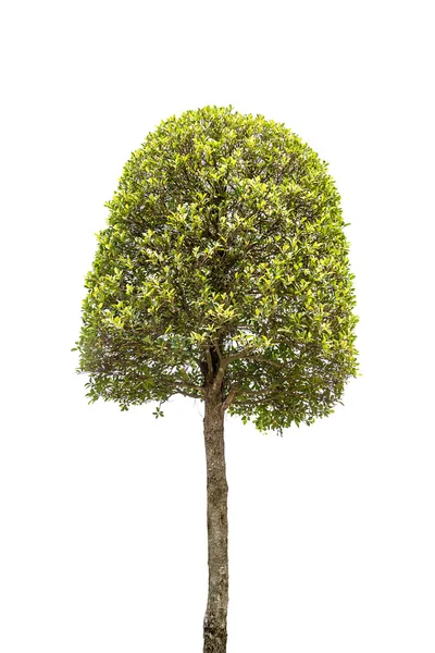 Zwergbaum isoliert auf weiß — Stockfoto