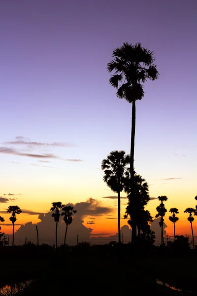 Palm träd silhouette på vacker solnedgång — Stockfoto