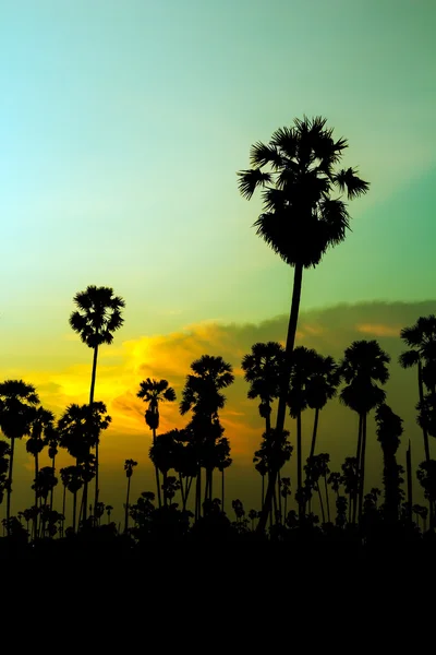 Silhouet van Palm bomen op de prachtige zonsondergang — Stockfoto