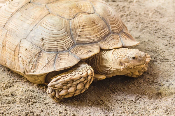 Giant turtle — Stock Photo, Image