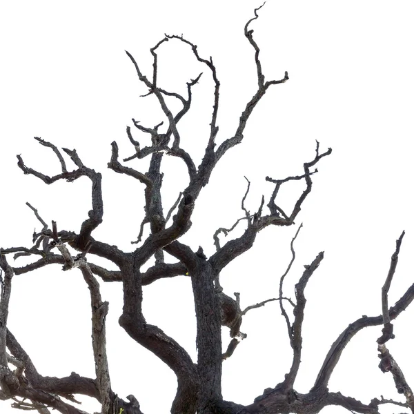 Arbre mort isolé sur blanc — Photo