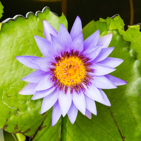 紫水リリー — ストック写真