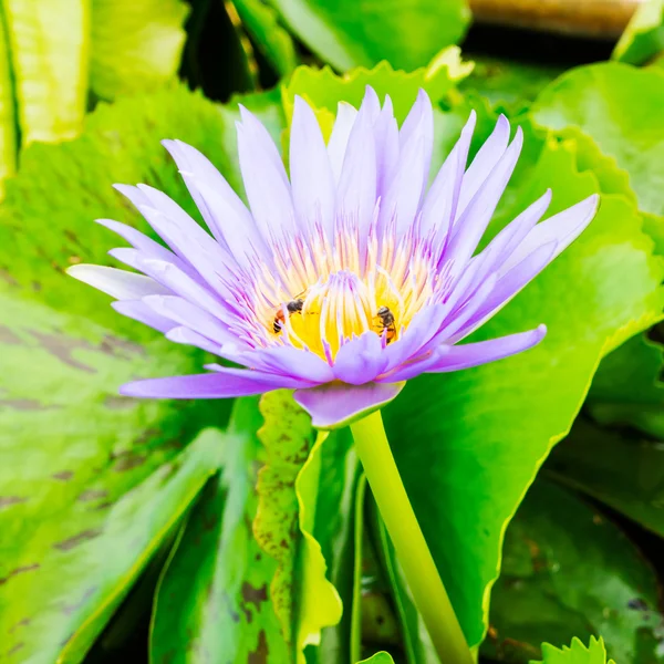 Purple water lilly — Stock Photo, Image