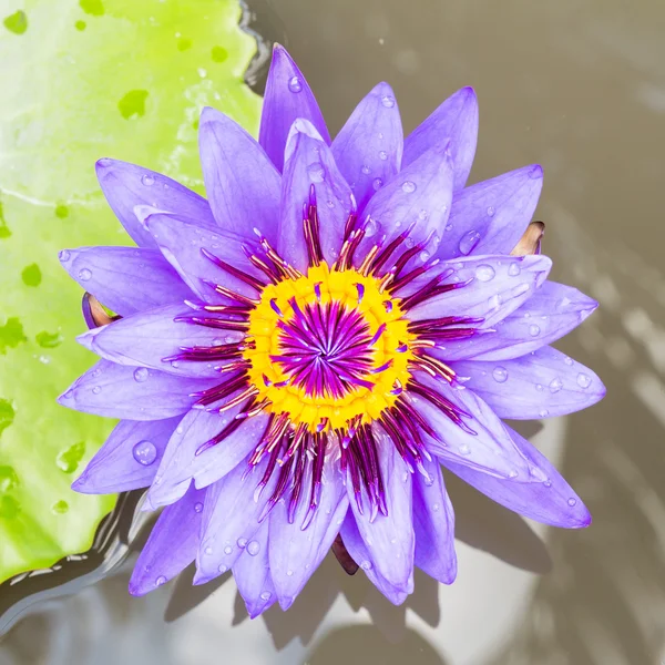 Purple water lilly — Stock Photo, Image