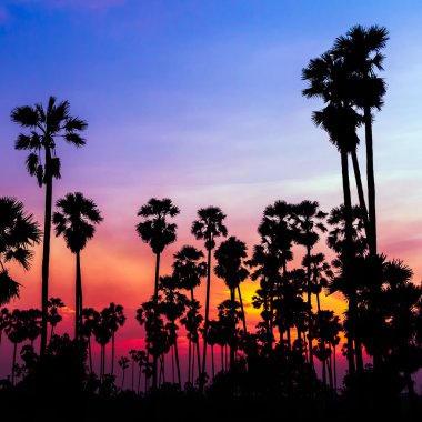 palmiye ağaçları siluet güzel günbatımı üzerinde