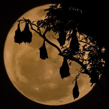  silhouetted fruit bat on tree with the moon background clipart