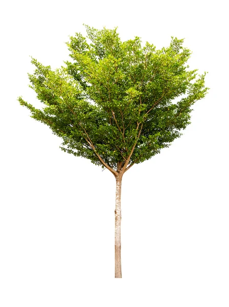 Árbol aislado sobre fondo blanco — Foto de Stock