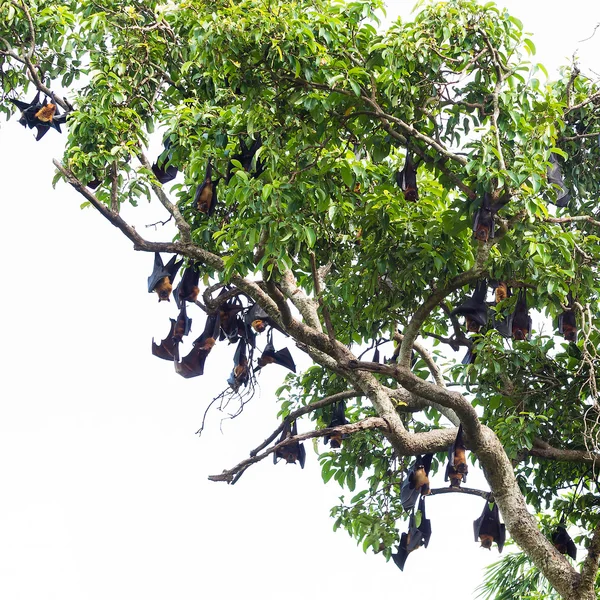 Morcego de frutas na árvore — Fotografia de Stock