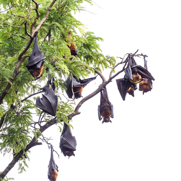 Pipistrello di frutta sull'albero — Foto Stock
