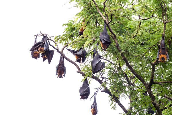 fruit bat on tree