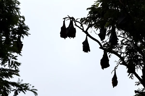 Chauve-souris fruitière silhouette sur arbre — Photo