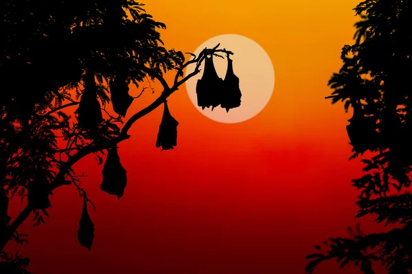 Silhouetted fruit bat on tree at sunset — Stock Photo, Image