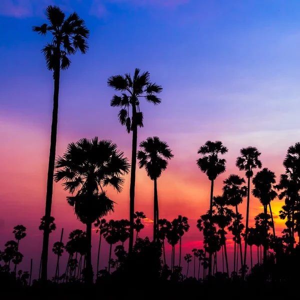 Silhouette de palmiers sur beau coucher de soleil Photo De Stock