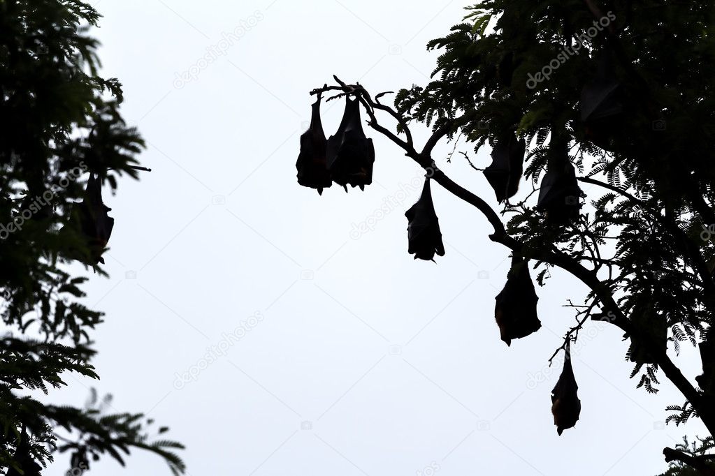  silhouetted fruit bat on tree