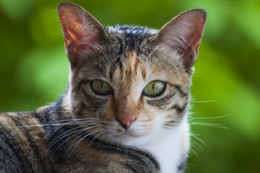 cat's head - kameraya bakıyor.