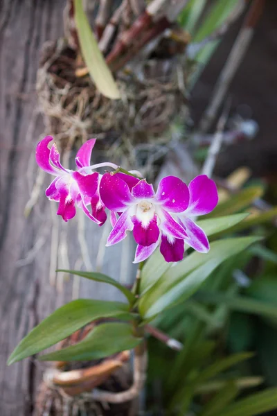 Růžová orchidej zblízka — Stock fotografie