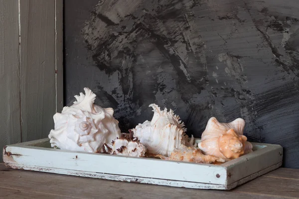 Морские раковины на деревянном подносе — стоковое фото