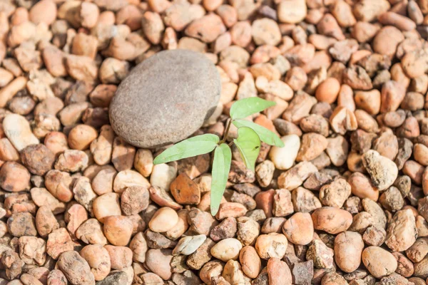 A sprout growing from pebbles — Stock Photo, Image