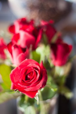 güzel taze kırmızı güller