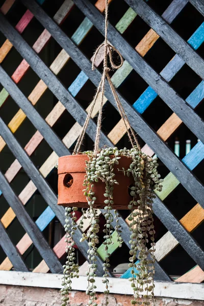 Рослина в кошику ручної роботи з мотузкою з натурального волокна — стокове фото