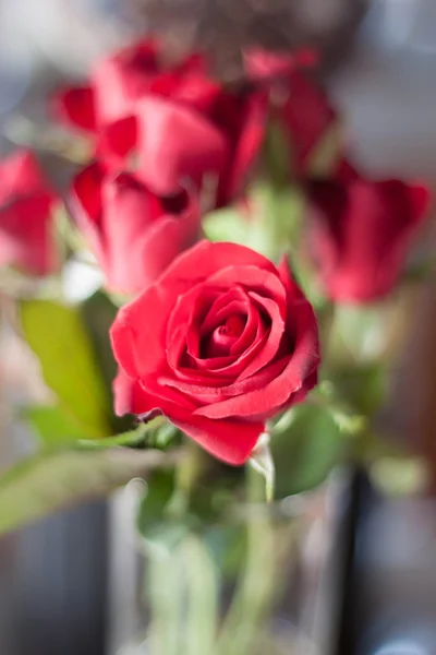 Prachtige verse rode rozen — Stockfoto
