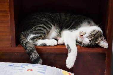 Siamese cat sleeping
