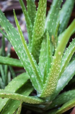 aloe vera bitkisi