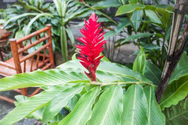 Galangal red flowers