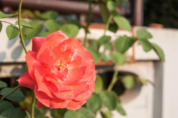 Прекрасная апельсиновая роза цветет при дневном свете — стоковое фото