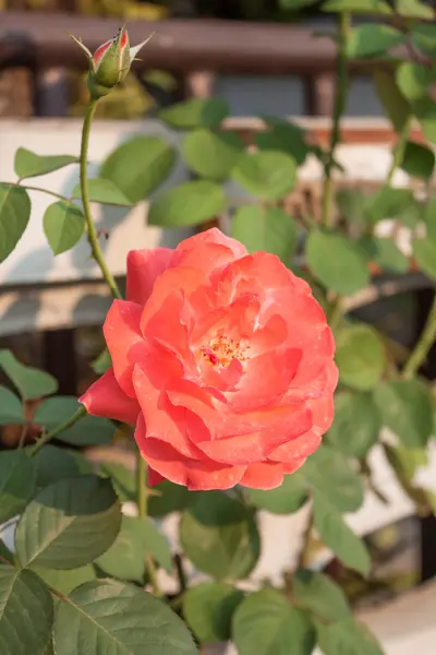 Hermosa rosa naranja creciendo en el jardín —  Fotos de Stock