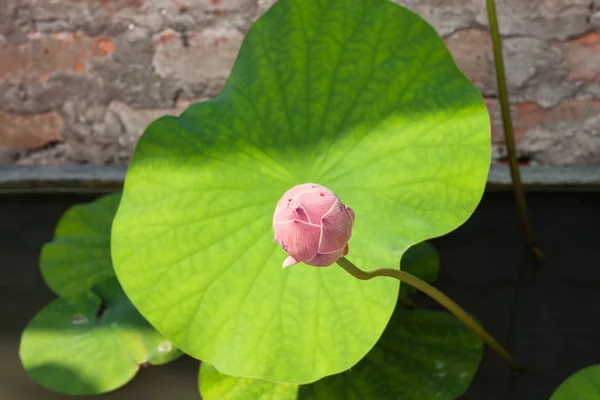 Frische Lotusknospen Nahaufnahme — Stockfoto