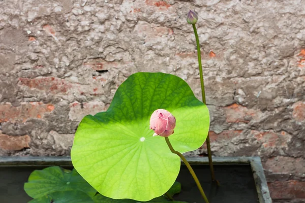 Bocciolo di loto fresco con luce solare — Foto Stock