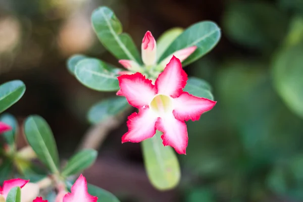 Azalea квіти — стокове фото