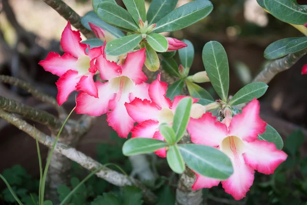 つつじの花 — ストック写真