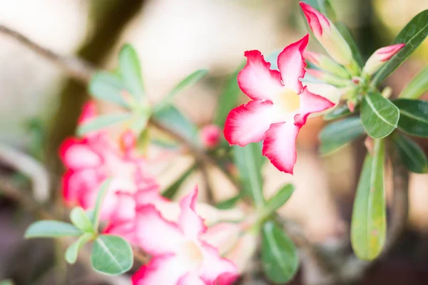 Azaleen-Blüten — Stockfoto