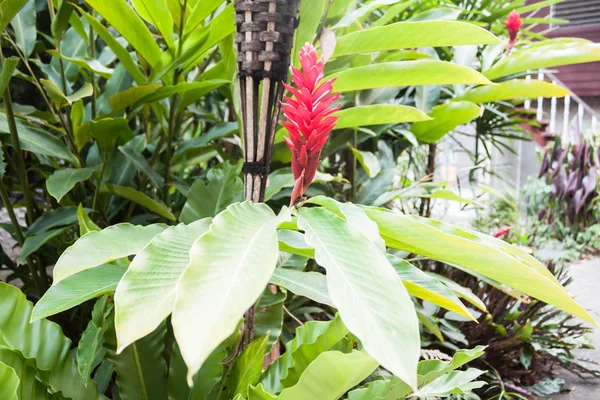 Galangal red flowers